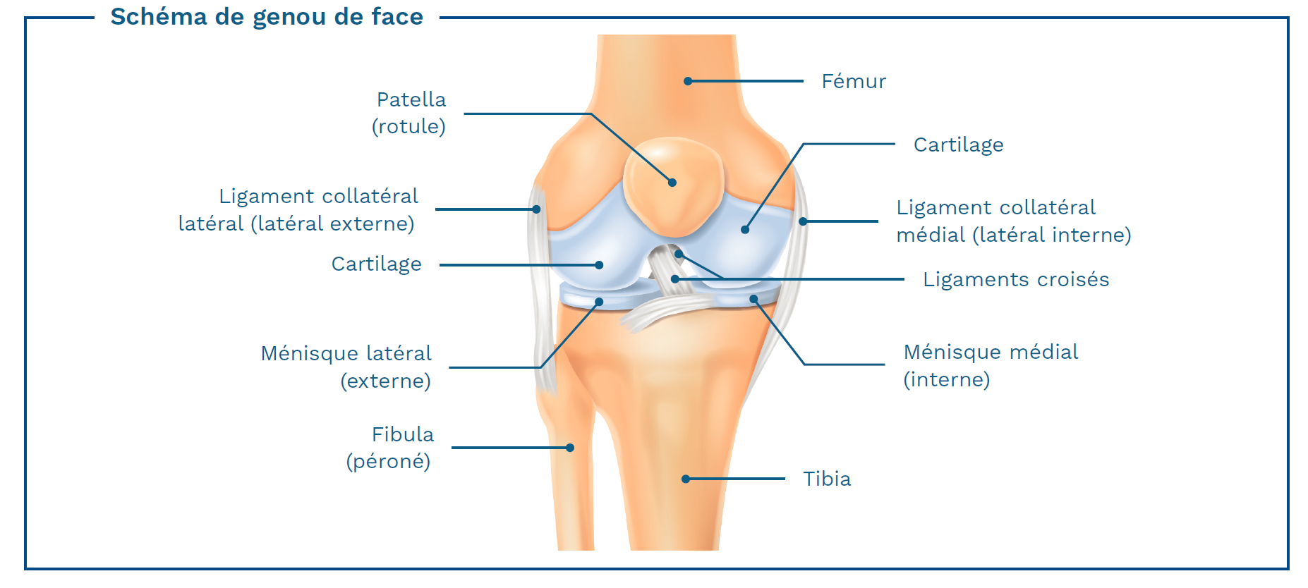 Schéma de genou de face